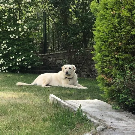 Willows Karpenísion